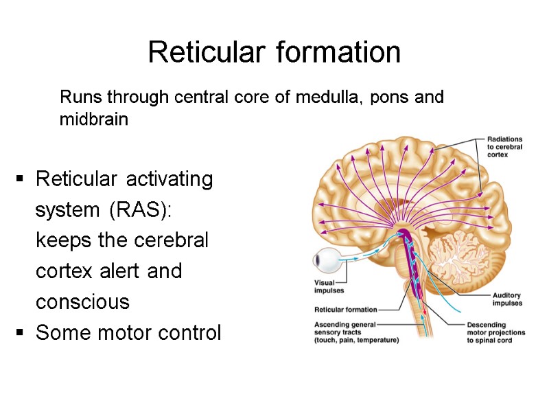 Reticular formation  Runs through central core of medulla, pons and midbrain  Reticular